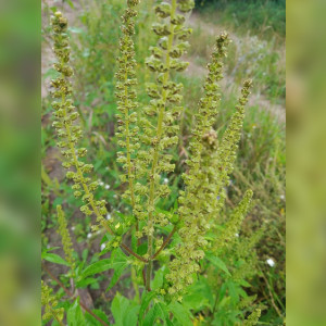 Во Владимирской области выявили очаги с вредоносным сорняком