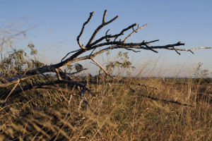Во Владимире вырубят пораженные ясеневой златкой деревья