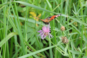 34 день Великого поста: что можно и нельзя 20 апреля 2024 года