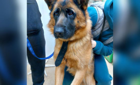 Во Владимире пытавшаяся укусить движущуюся машину собака сломала челюсть