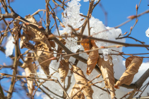 Прогноз погоды во Владимире и области на 29 февраля