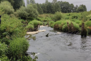 Загрязнение реки Пекша в Кольчугинском районе обернулось уголовным делом