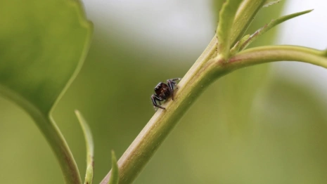 Прокуратура заинтересовалась клещами в Собинском районе