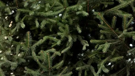 Владимирцам напомнили о штрафах за вырубку елок в преддверии новогодних праздников