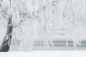 Во Владимирской области Рождество окажется рекордно холодным