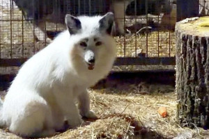 Редкий белый лис вернулся в монастырский приют в Александровском районе