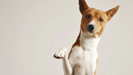 В Муроме с выстрелившего в собаку мужчины взыскали компенсацию ее владельцу