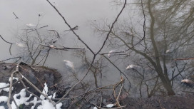 Причиной массовой гибели рыбы в Добросельском пруду во Владимире стал ремонт канализации