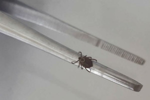 С жителей Владимирской области сняли 7 зараженных вирусами клещей