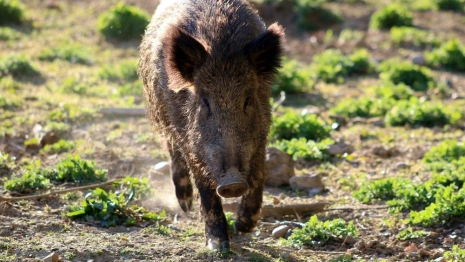 Во Владимирской области на охоту на кабанов наложили годовое табу