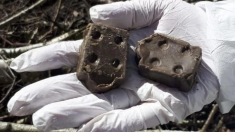 Во Владимирской области выявили 22 случая бешенства в 2025 году