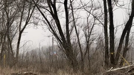 Вдоль трассы М-7 во Владимире вырубят часть деревьев