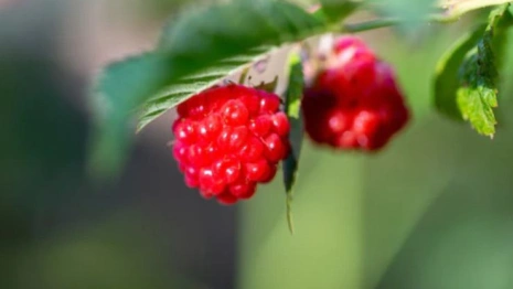 Авдотья Малиновка: что можно и чего нельзя делать 17 августа