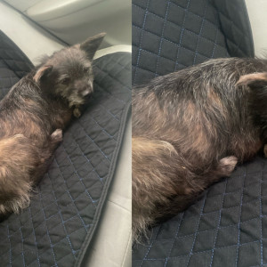 В Судогодском районе неизвестные выкинули собаку на заправке трассы М-12