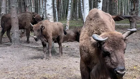 Первого родившегося в нацпарке «Мещера» под Гусь-Хрустальным зубренка назвали Властелином