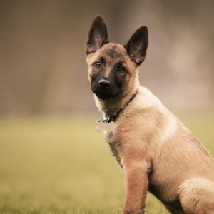 Жительница Кольчугино пыталась отсудить 300 тыс. рублей за покупку «больного» щенка