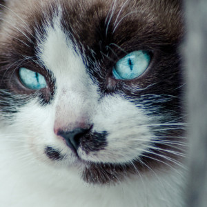 В Собинском районе ликвидировали очаг бешенства