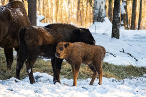 В заказнике в Вязниковском районе родились 3 зубренка