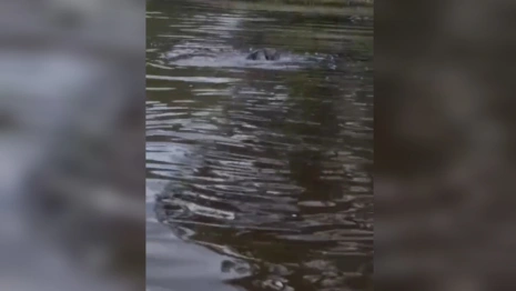 В Собинском районе на видео сняли драку бобров