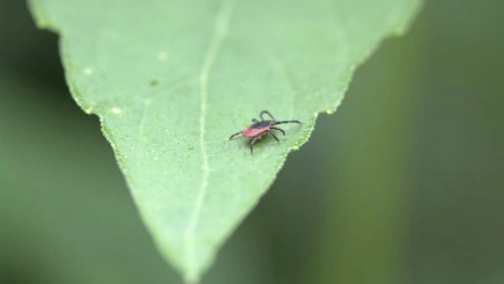 Во Владимирской области назвали районы с наибольшим числом клещей