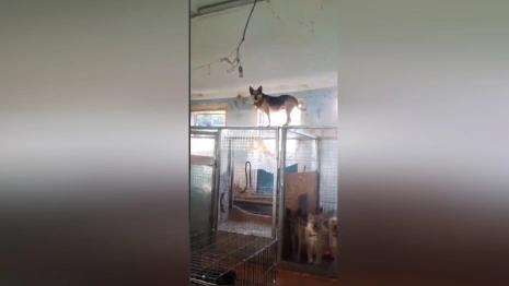 Собака из приюта во Владимире спрогнозировала ночную грозу