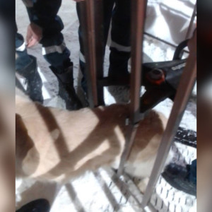 Во Владимире спасатели вызволили застрявшую в калитке забора собаку