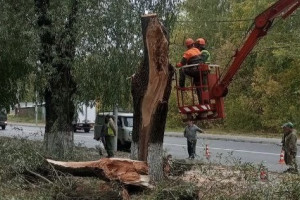 Во Владимире ураган 28 сентября повалил деревья