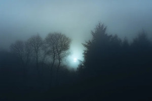 Во Владимирской области пропавшего 88-летнего грибника нашли мертвым