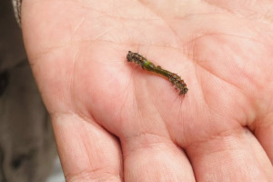 Обработку лесов в Гусь-Хрустальном районе от шелкопряда назвали эффективной