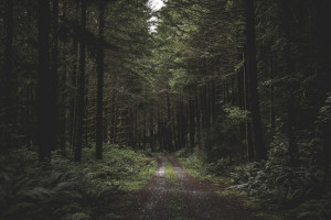 Пропавшую 71-летнюю пенсионерку нашли мертвой