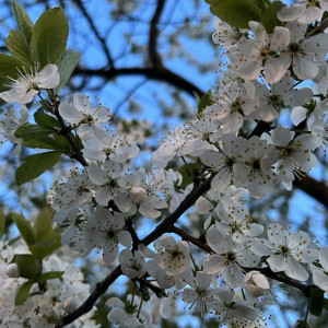 Во Владимирскую область после холодных выходных вернется 20-градусное тепло
