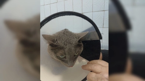 Во Владимирской области из легких кота откачали 500 мл жидкости