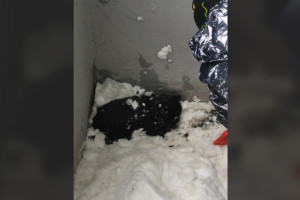Во Владимире мальчик спас кошку из-под завалов снега