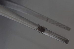 С жителей Владимирской области сняли 17 зараженных вирусами клещей