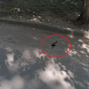 В Гусь-Хрустальном во дворе жилого дома заметили гадюку 