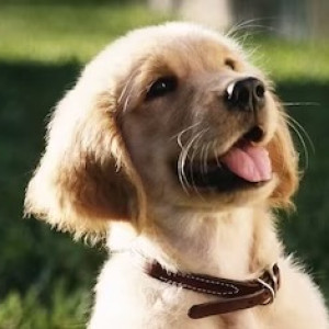 В Гусь-Хрустальном приют «Хвосты» уличили в жестоком обращении с животными