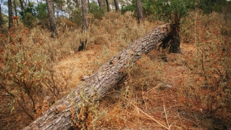 Двое жителей Селивановского района получили «условку» за незаконную рубку леса