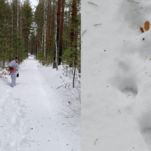 В Меленковском районе начали охоту на волков
