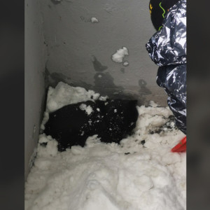 Во Владимире мальчик спас кошку из-под завалов снега