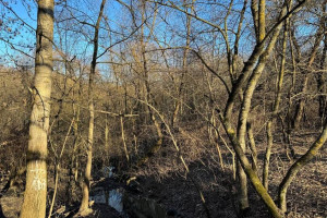 Лодочная станция и новый сад. Каким будет парк у ДТЮ во Владимире?