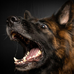 Во Владимирской области усыпили бешеную собаку