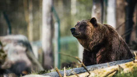 Во Владимирской области заметили бурых медведей