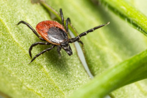 Во Владимирской области за неделю клещи укусили 87 человек