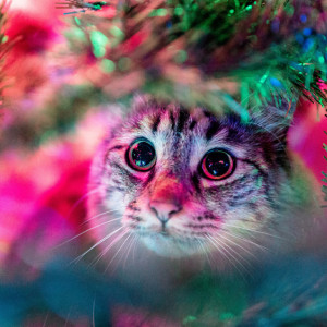 Гайд «День во Владимире». Какую елку купить на Новый год и как правильно ее выбрать