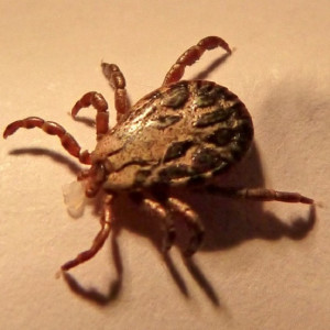 Во Владимирской области проснулись клещи