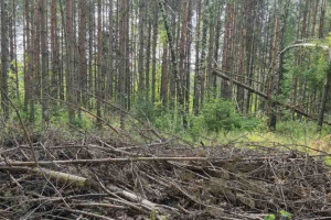 В Судогде лес захламили ветками после рубки деревьев