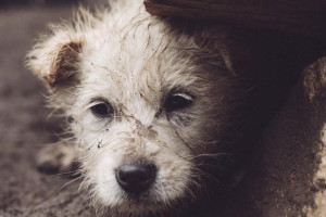 На жителей Владимирской области возложили ответственность по отлову бродячих животных