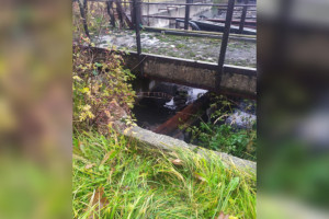 Село под Камешково затопило сточными водами
