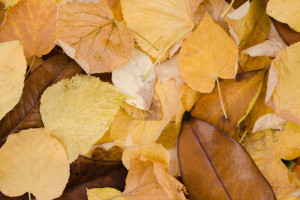 Прогноз погоды во Владимире и области на 11 сентября