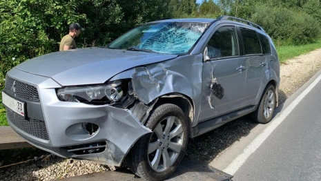 ДТП с лосем: что делать водителям при столкновении с диким животным